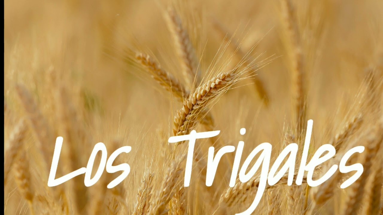 Los Trigales -  El Camino Del Huerto