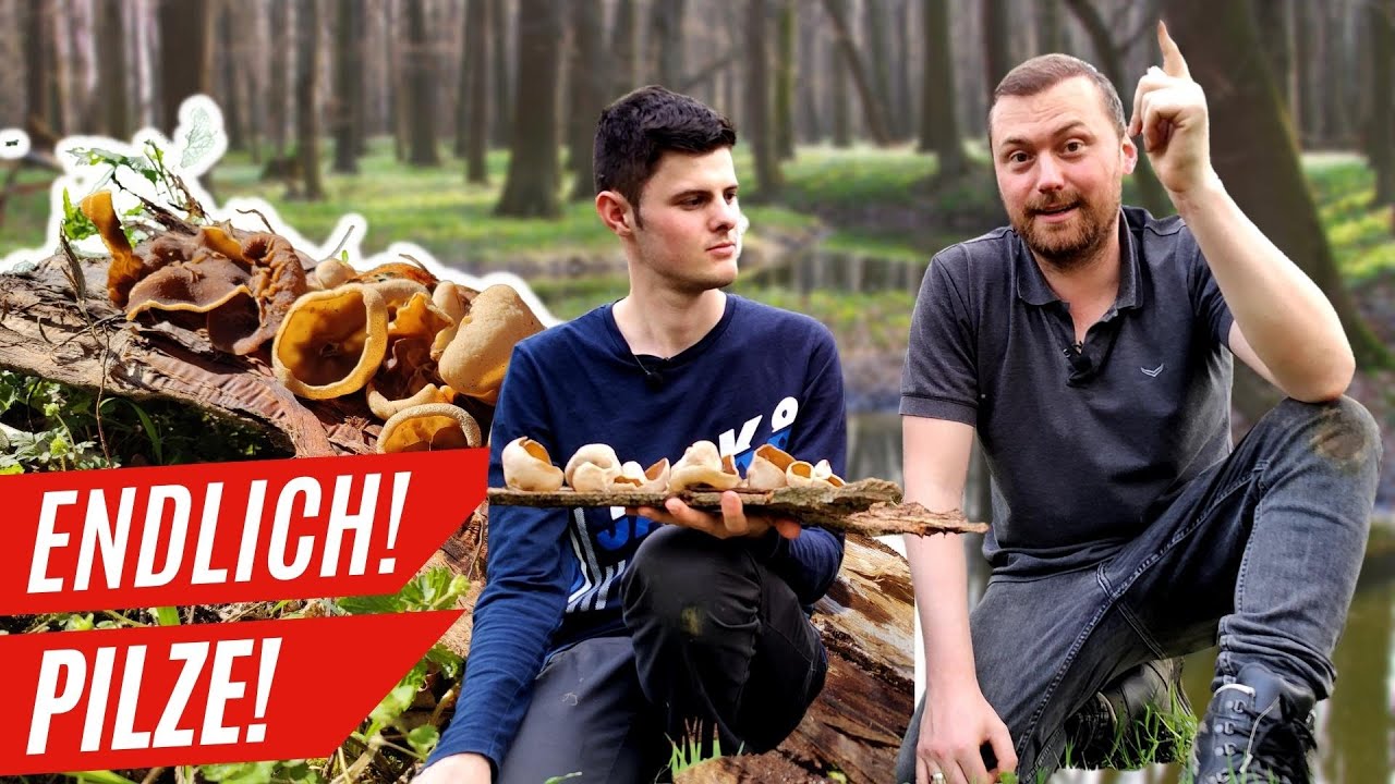 Das sind die Hotspots im Auwald für Morcheln & Co. 🍄