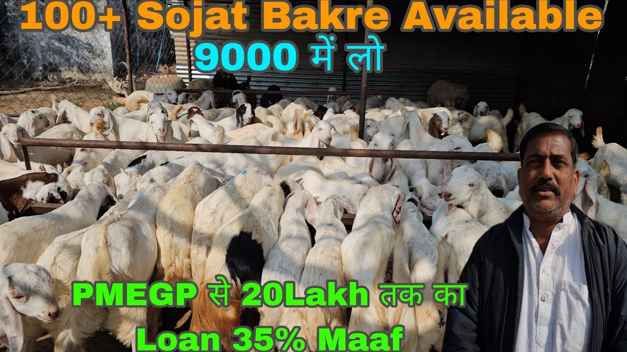 100+ Sojat Bakre Available at Only 9000 Per Piece Mathura and Suhaliya Goat Farm Mathura UP