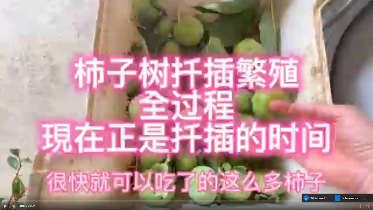 八月份也可以扦插柿子樹，用我這個方法成活率很高，你可以去嘗試一下這種方法，注意裡面的細節