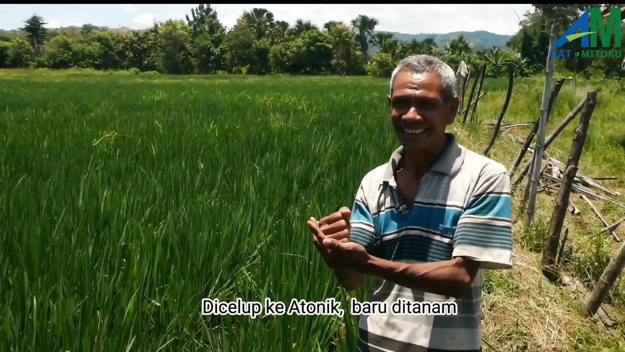Aplikasi Atonik 6. 0 L pada Tanaman Padi hingga Bawang Merah di Kabupaten Belu, Nusa Tenggara Timur