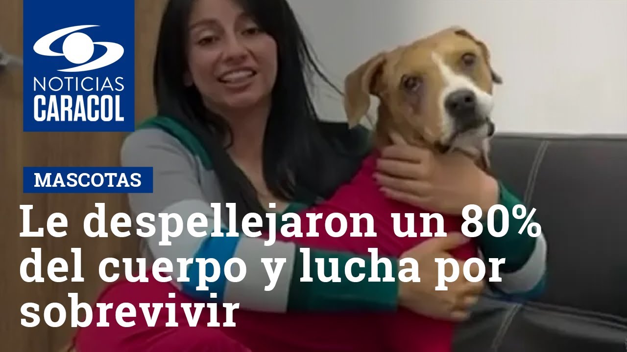 Conozca a Ángel, perrito al que le despellejaron un 80% del cuerpo y que lucha por sobrevivir