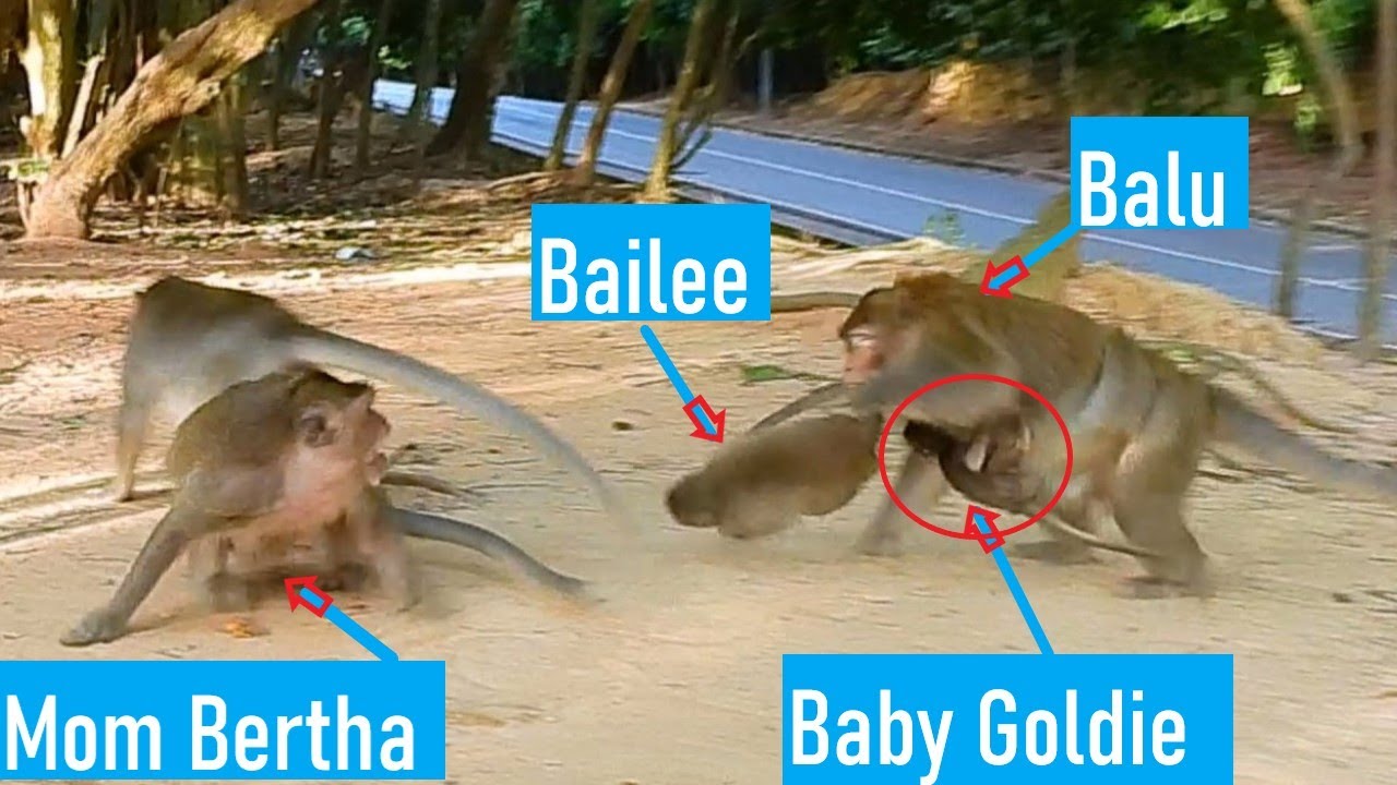 OMG..!! Father Monkey Balu Comes to Hurt Bailee While He Holding Poor Baby Goldie On Chest...!!