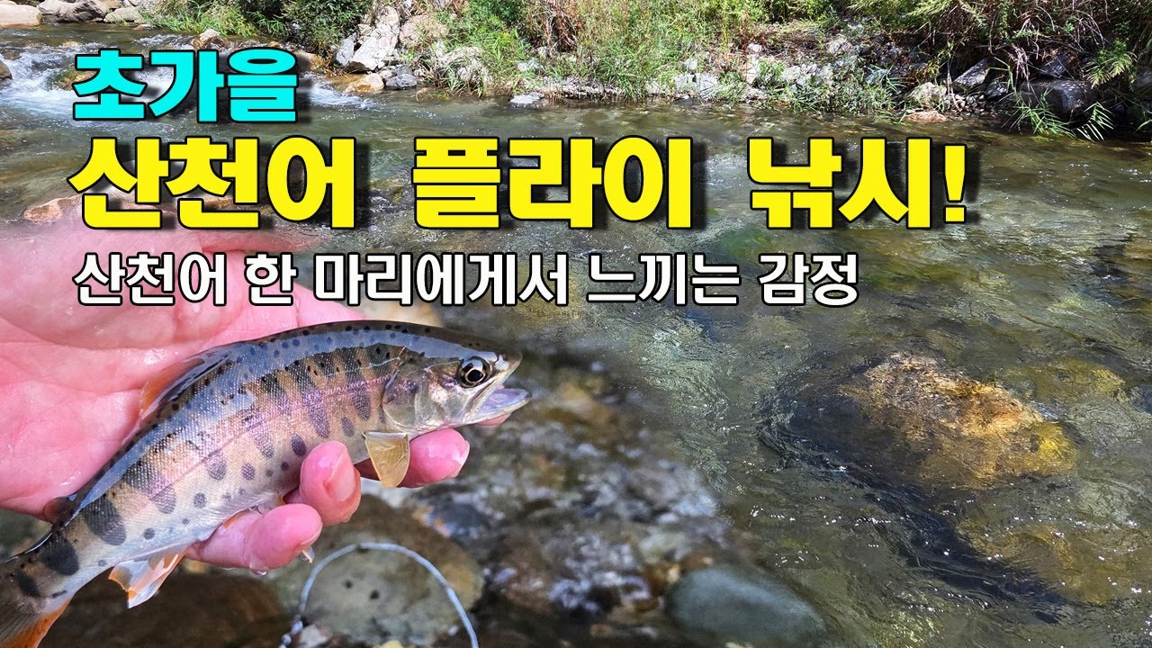 초가을 산천어 플라이 낚시 / 산천어 한 마리에게서 느끼는 감정 ...