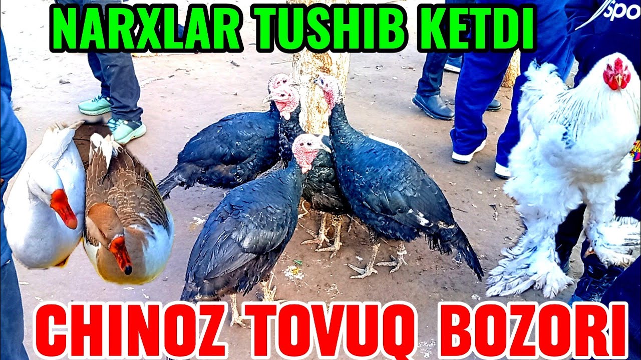 CHINOZ TOVUQ BOZORIDAGI NARXLAR 🐓🦃🦆🪿