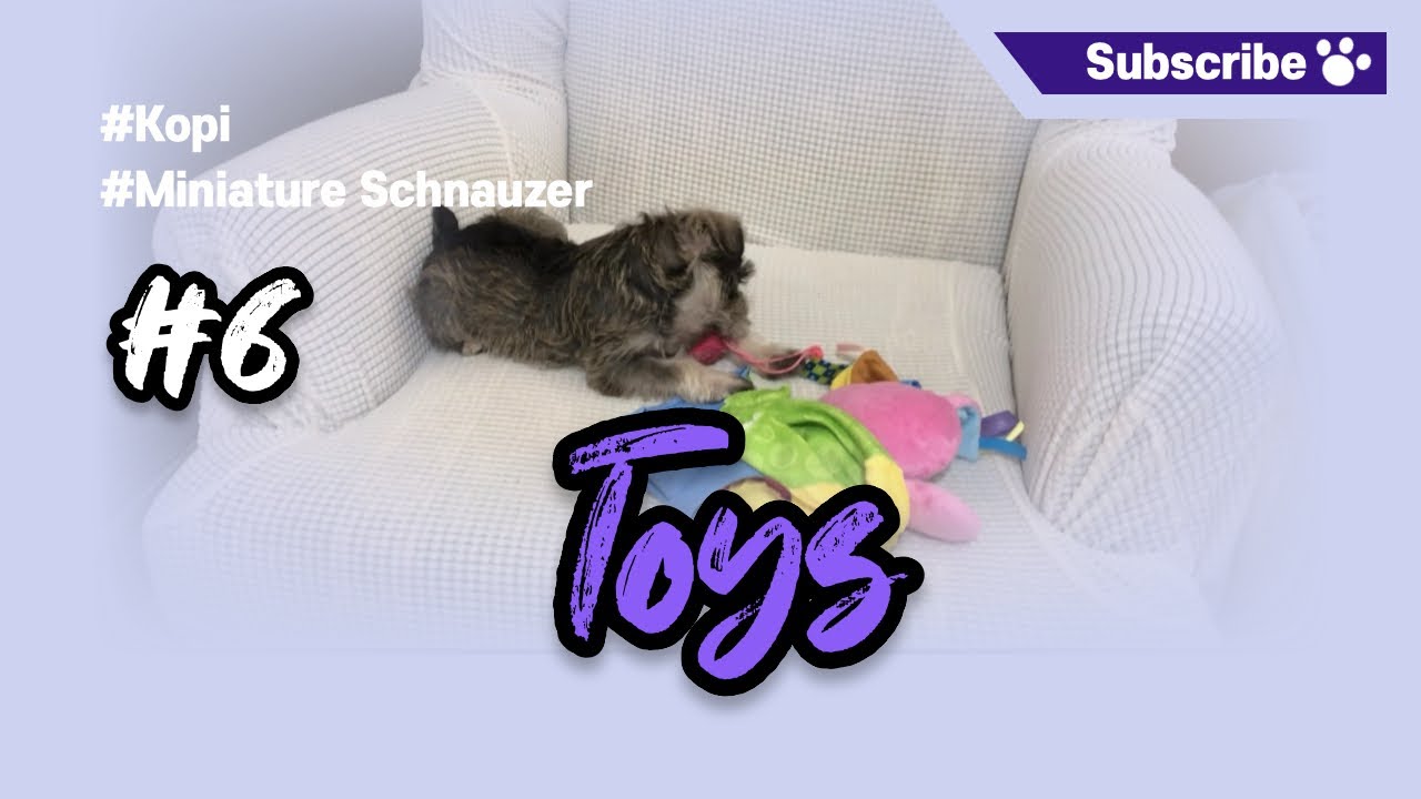 Kopi Miniature Schnauzer #6.Toys | Playing with kids' toys | Fun time with kids