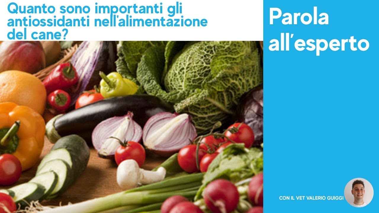 Quanto sono importanti gli antiossidanti nell'alimentazione del cane?