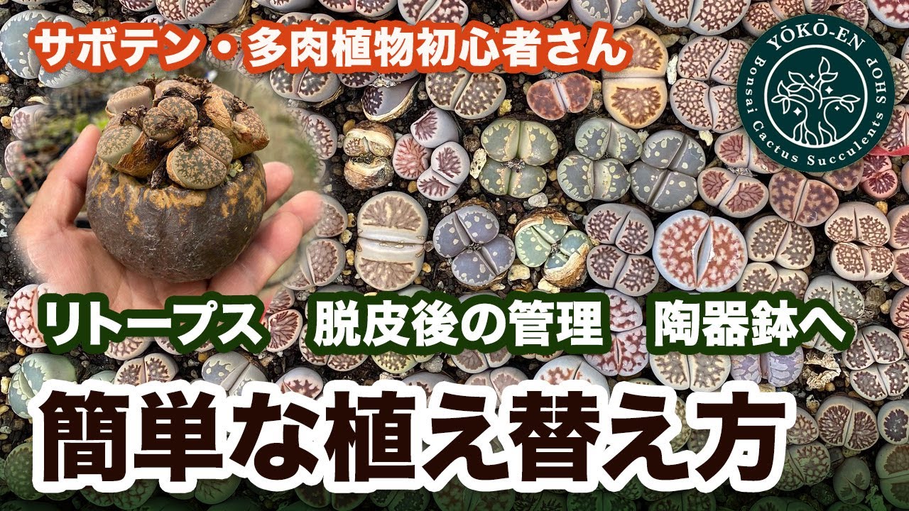 【 多肉植物 】リトープス 脱皮後の管理方法や陶器鉢への植え替え作業について