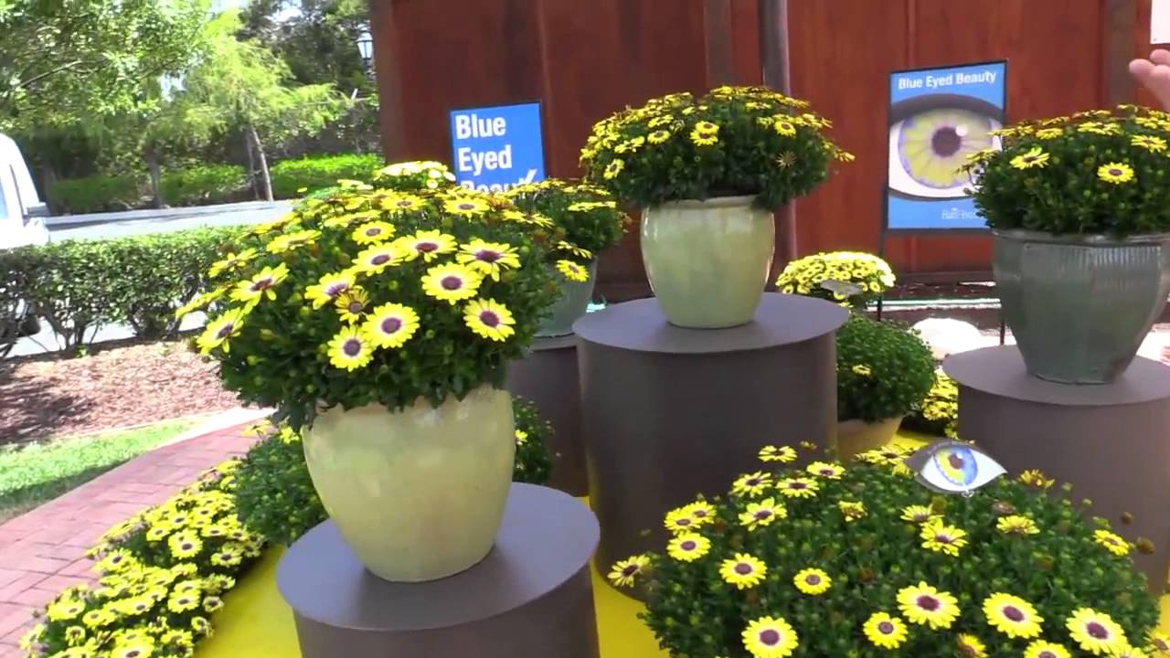 Thaonguyengarden -  Ball Horticultural