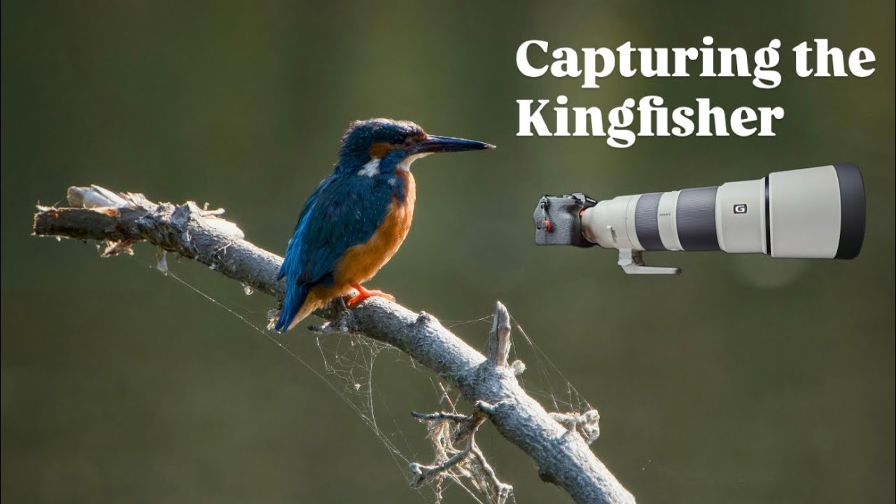 I Captured a Kingfisher Finally at my local hide in Essex 😍😮👌