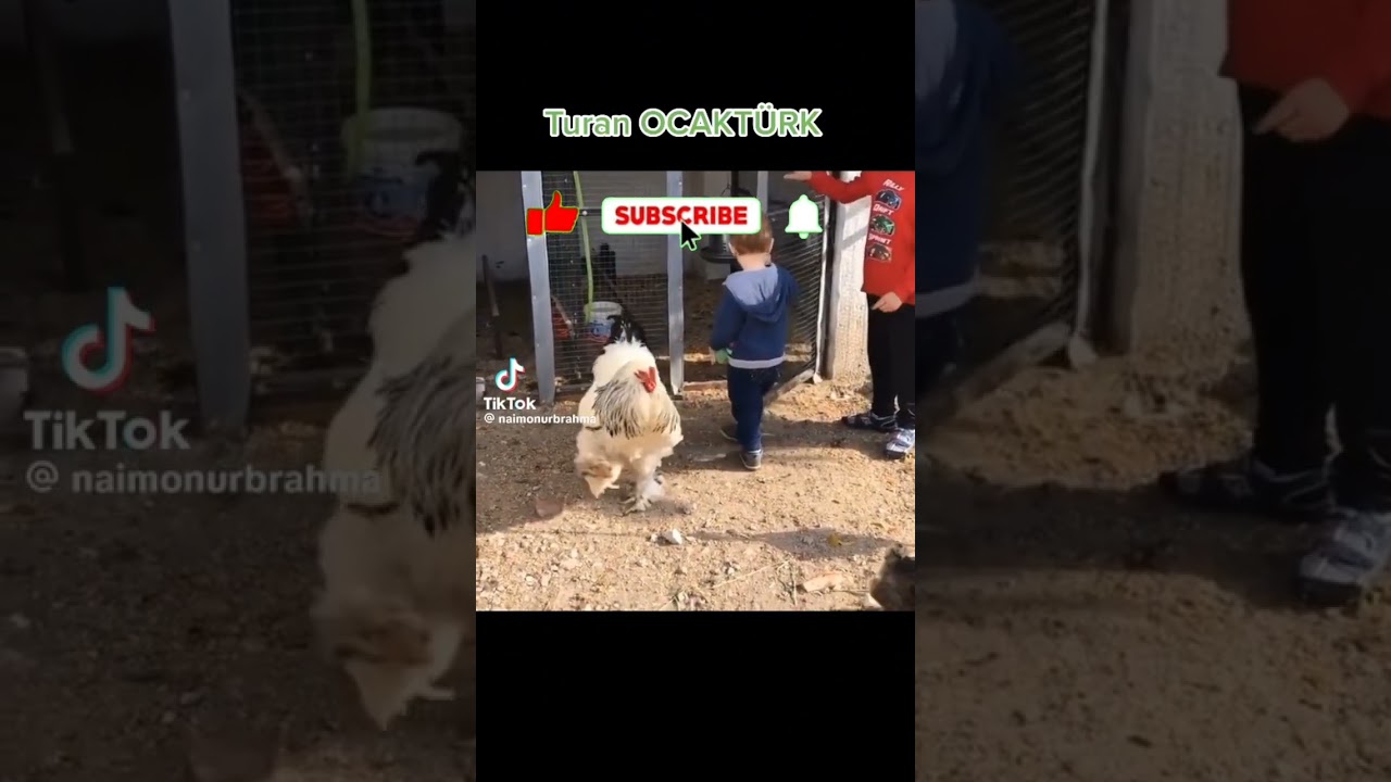#brahma #chicken #animals #turkey #buffbrahma