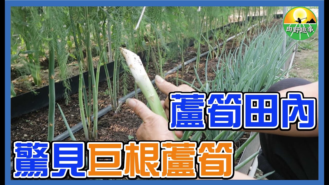 【蘆筍田】蘆筍原來還可以長這麼大根，小黃瓜也可以長得如此彎曲 《田野趣事》｜鄉村生活｜農村日常｜務農｜