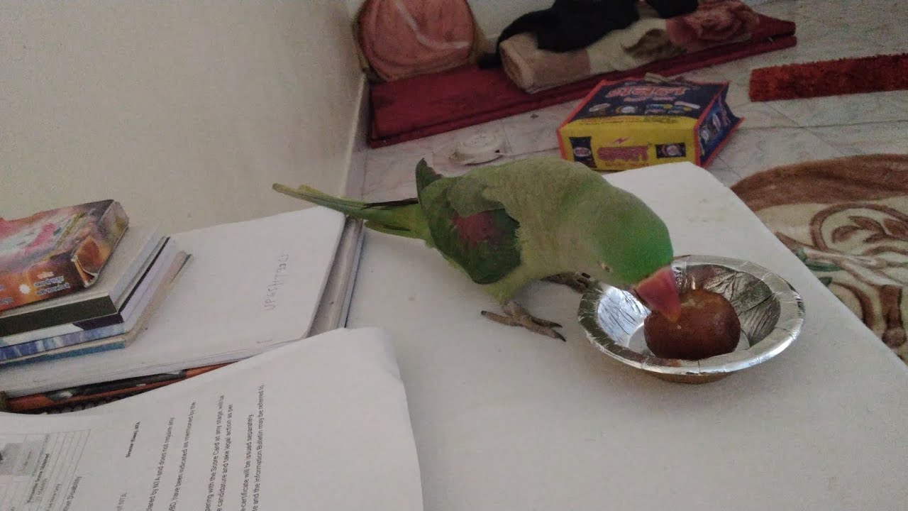 Mitthu आज गुलाब जामुन खाया है 