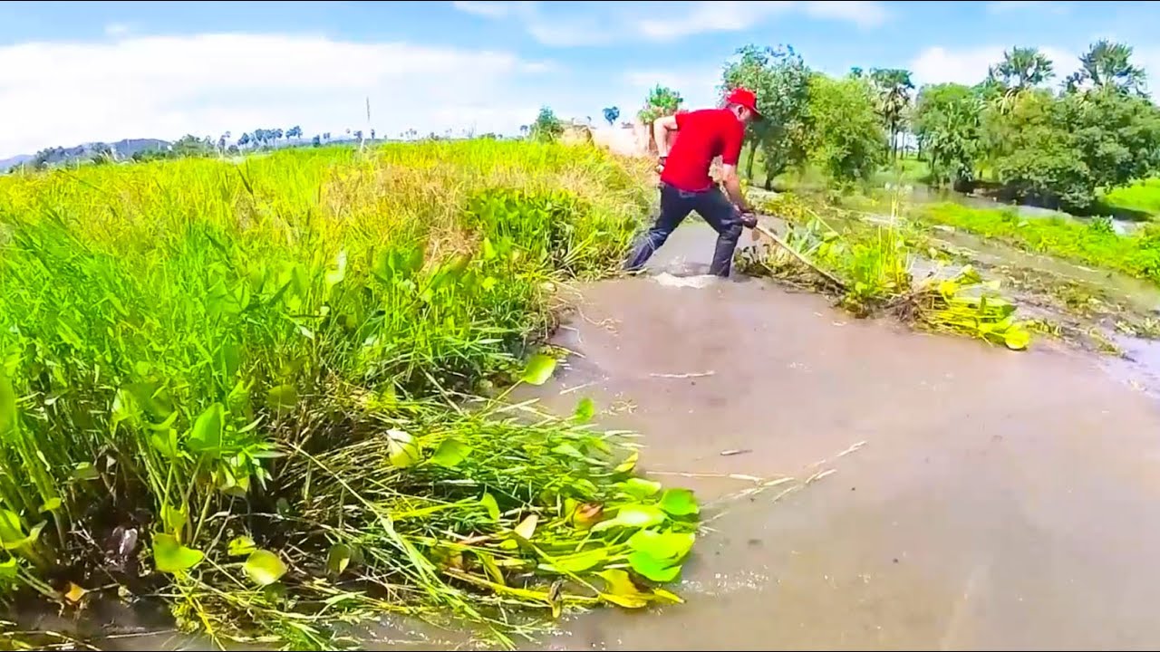 Action After Heavy Rain Removal Floating Plants Clogged On Dam Drain Water