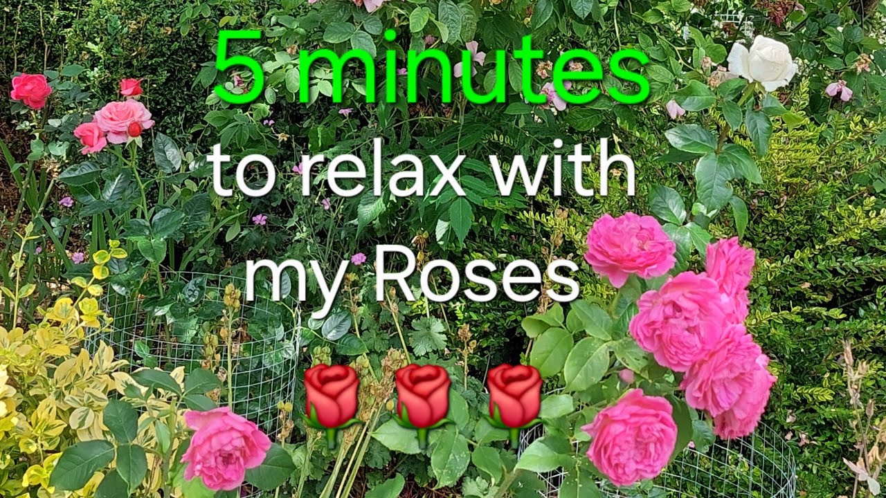 5 minute rose therapy, relax & feel the benefit 