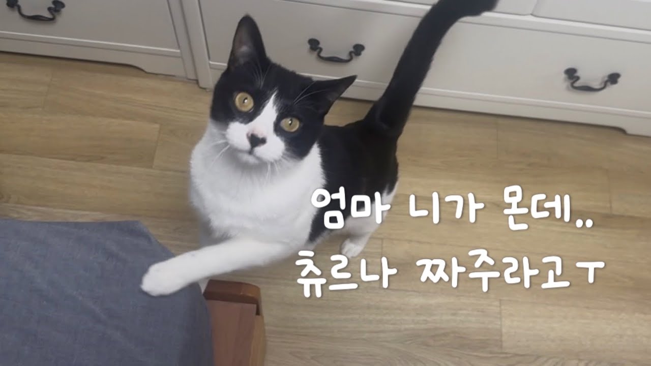 엄마 니가 뭔데ㅜ 츄르나 짜주라고ㅜ 츄르 집착 고양이