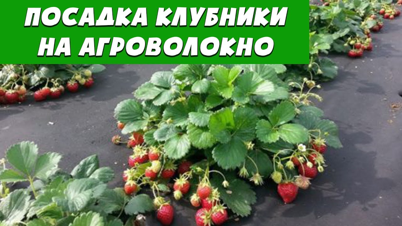 Посадка клубники весной на агроволокно. Органический способ!