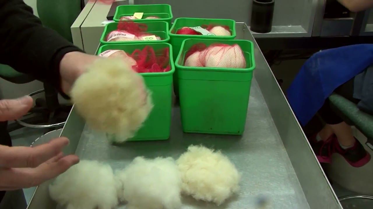 PGG Wrightson Wool - From Farm to Market