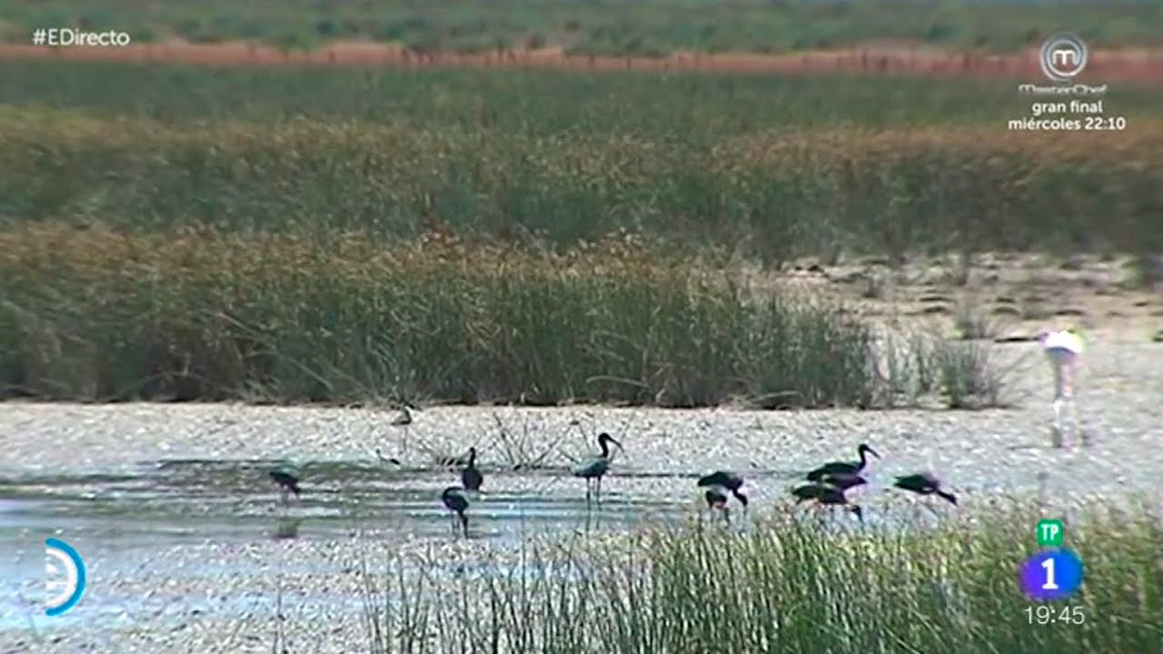 Los sonidos de Doñana | Rincones de España | España Directo