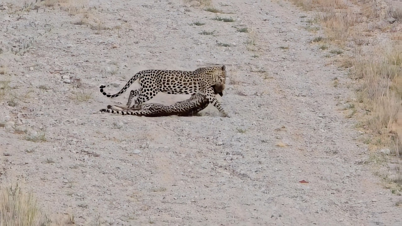 Leopard with a big cat in its mouth