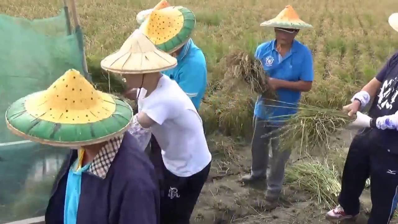 龍井區農會傳統農事體驗-割稻