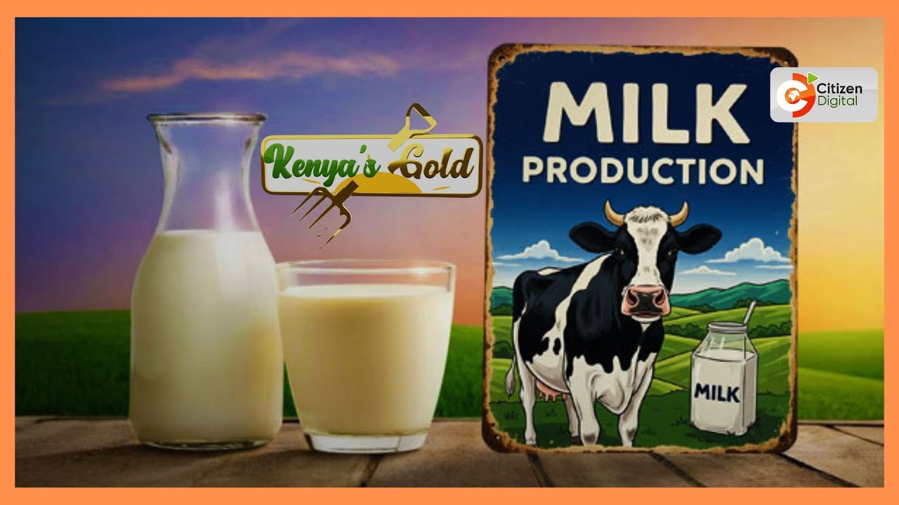 | Kenya's Gold | Dairy Farming in Kenya | Gold Feature