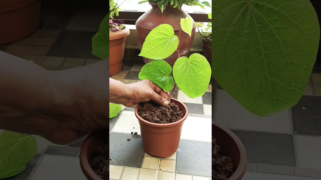 How to grow betel leaf plant from cutting #plantcare #betel plant