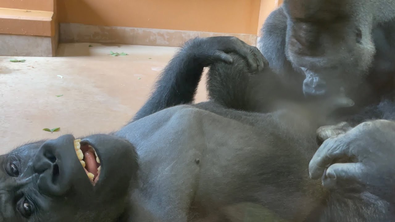 父がいっぱい遊んでくれて大満足なキヨマサ　Kiyomasa is very happy that his father played with him a lot　ゴリラ/gorilla 🦍