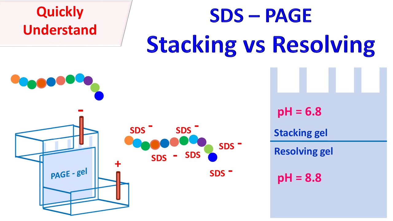 SDS PAGE | Stacking vs Resolving gel