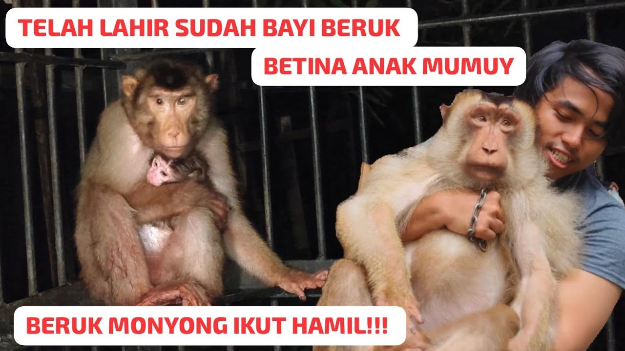 BERUK BETINA MELAHIRKAN DI KANDANG PRIMATA BEKASI‼️Beruk monyong ikut hamil 