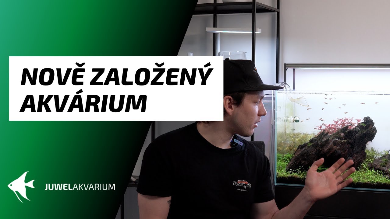 Jak se starat o nově založené akvárium?