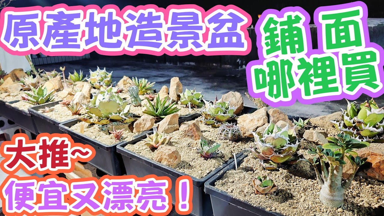 ［跟著阿郁種］原產地造景DIY教學