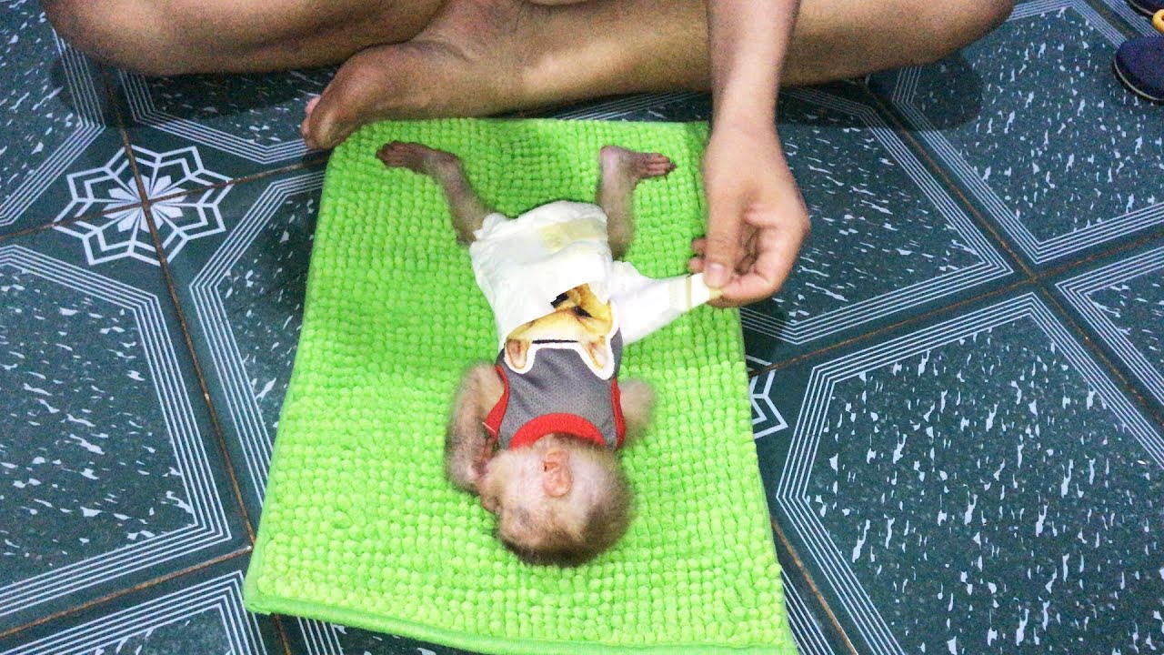 Obedient Rocky baby monkey lies still for dad to wear cholera