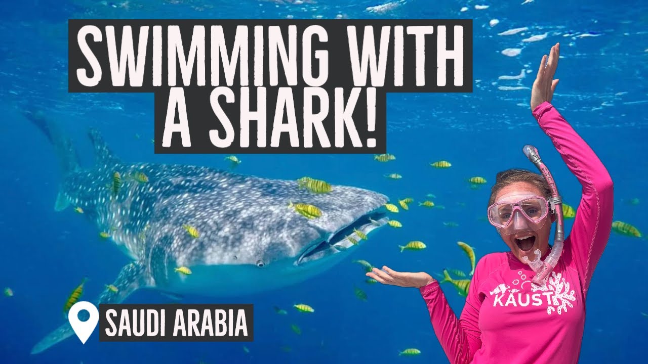 Swimming with Whale Sharks in Saudi Arabia