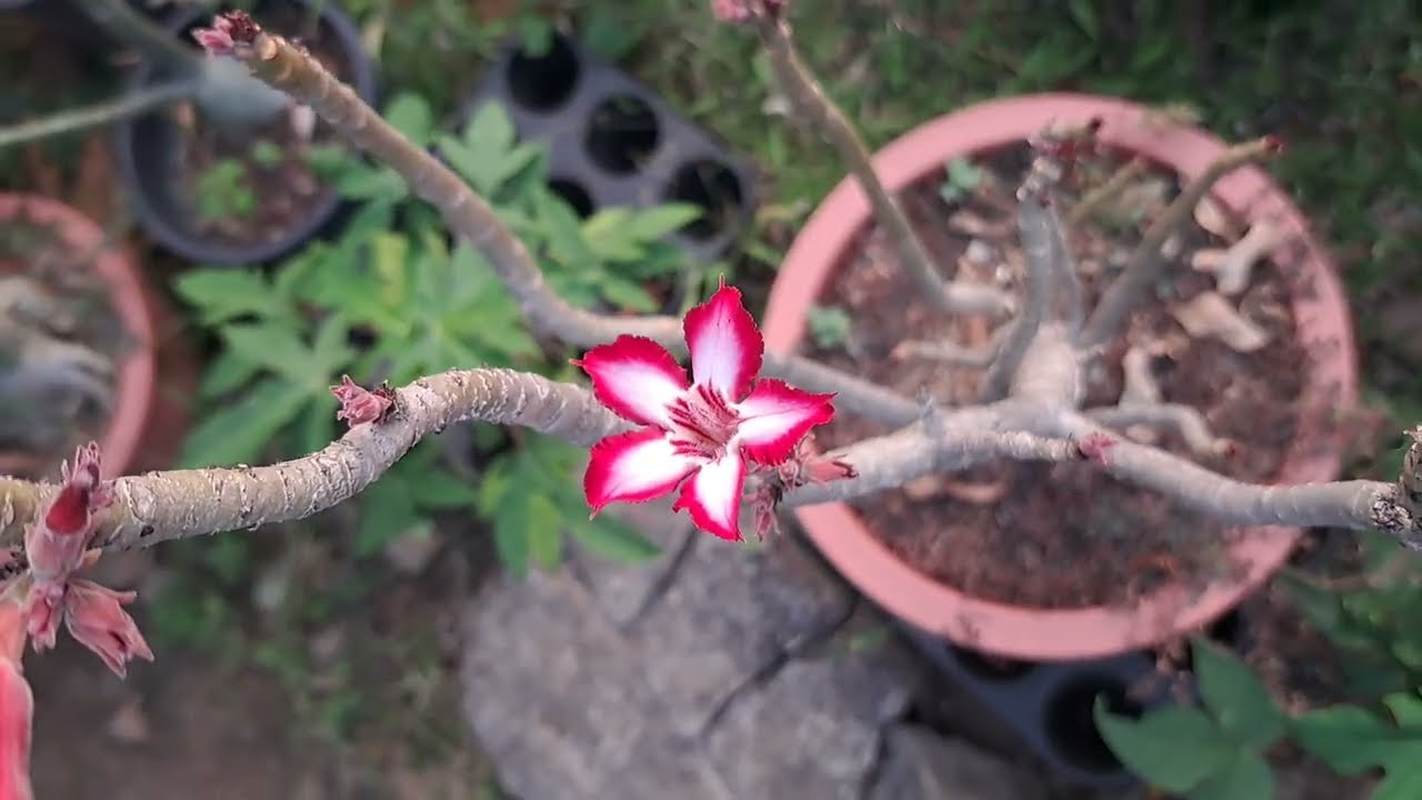 🌸 Rare Varieties of Adenium Multiflorum: A Closer Look