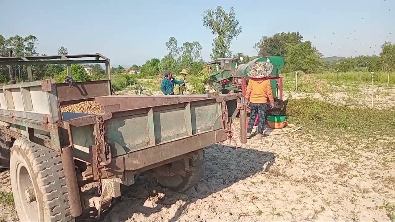 Thu hoạch đậu phộng ở Tây Sơn BÌNH ĐỊNH