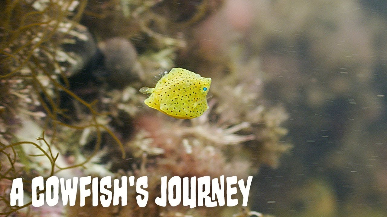 A Cowfish's Journey