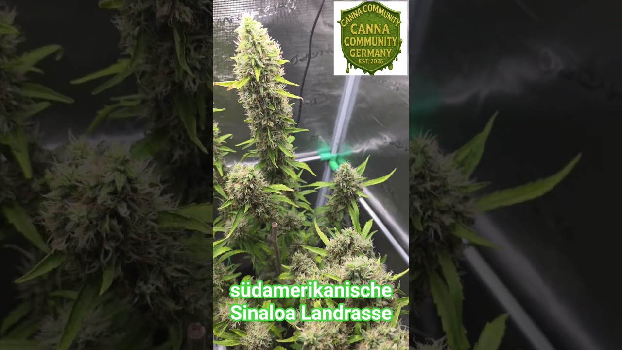 s&uuml;damerikanische Landrasse