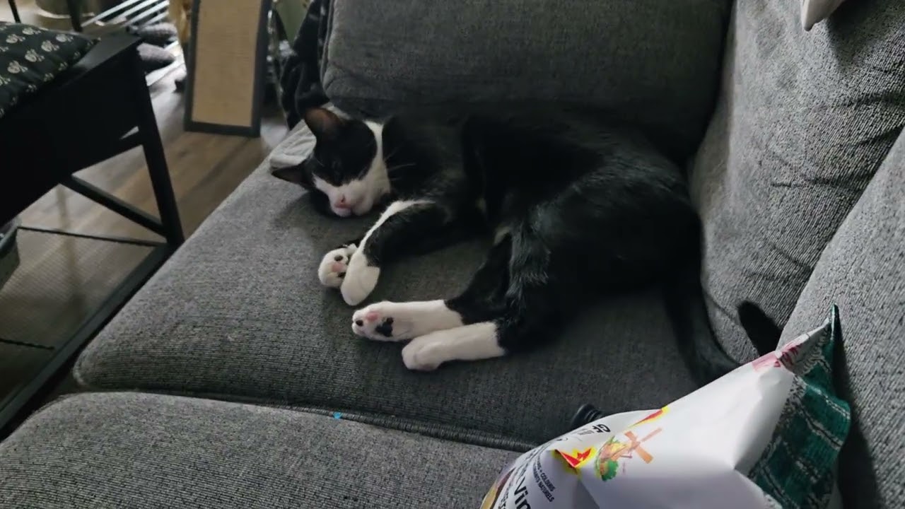 A couple of feline brothers