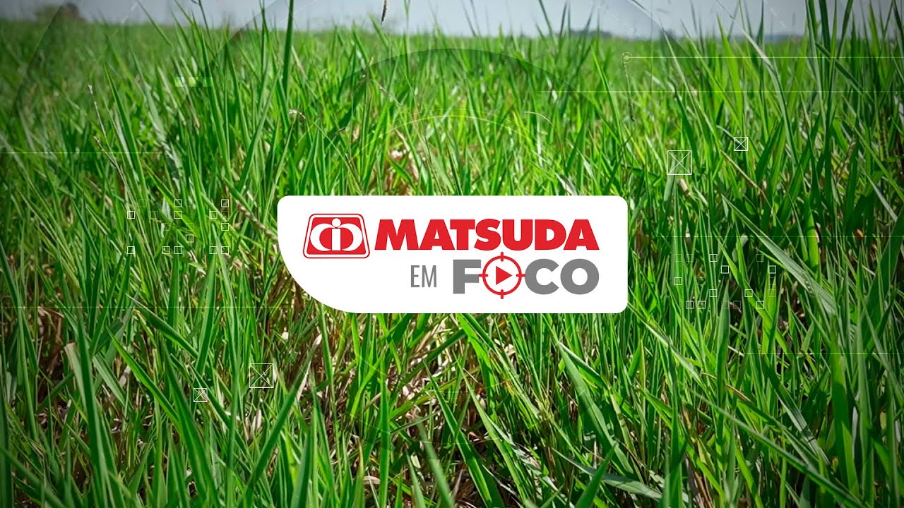Matsuda em Foco l As vantagens da Brachiaria MG4