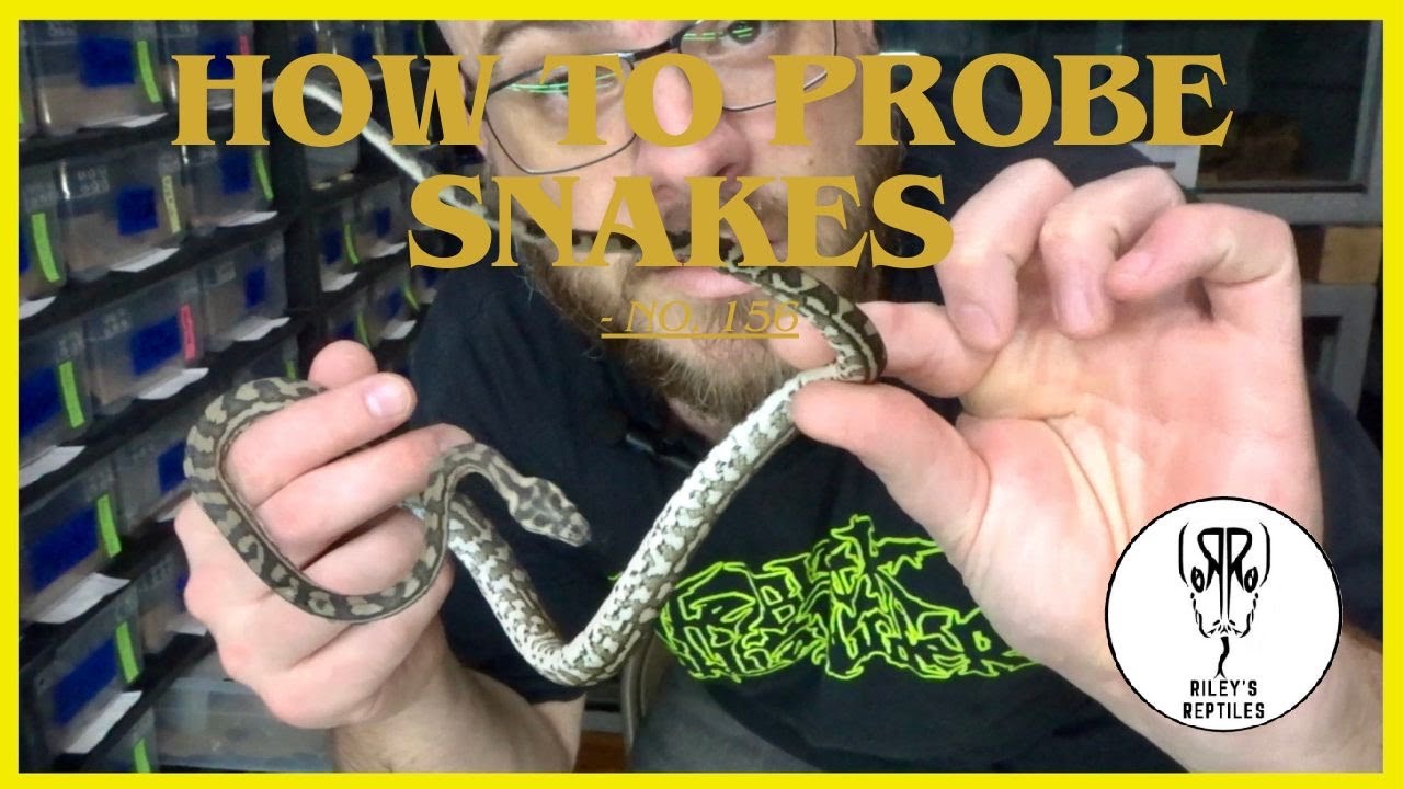 How To Probe Snakes-  no. 156