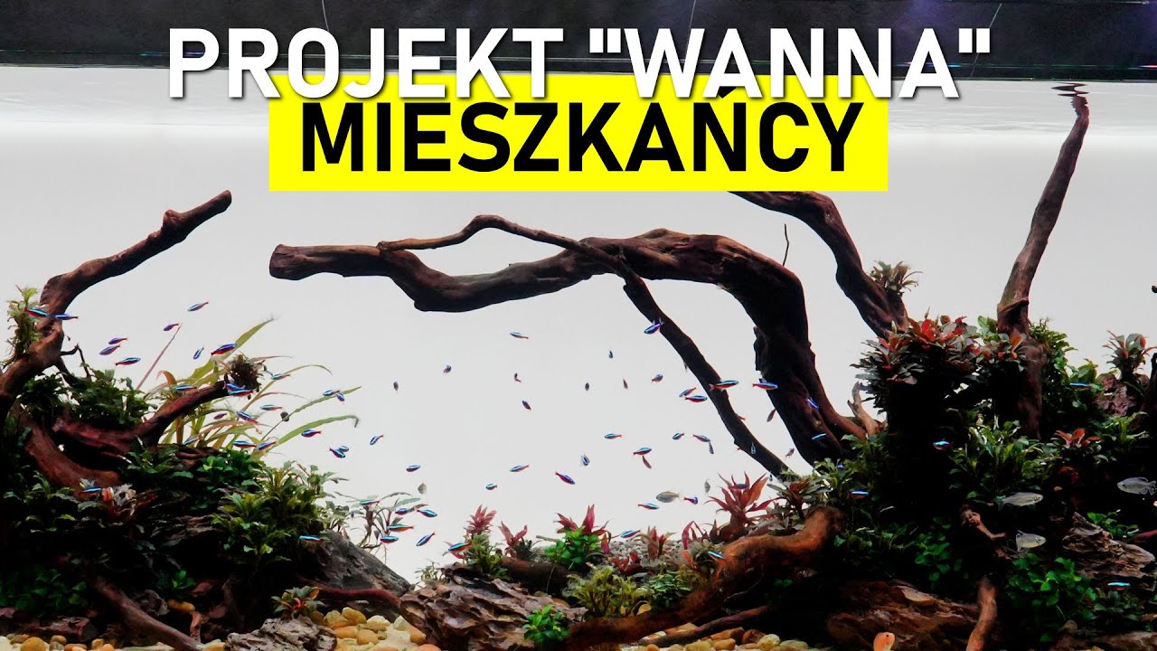Zakładanie Akwarium 180x60x60 648L - odc. 5 Obsada