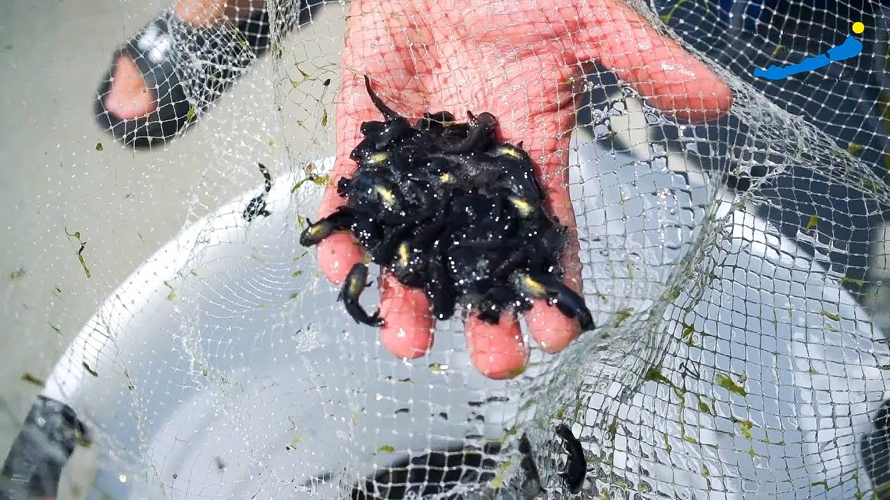 Merítőszákos törpeharcsa gyérítés a Balatonon