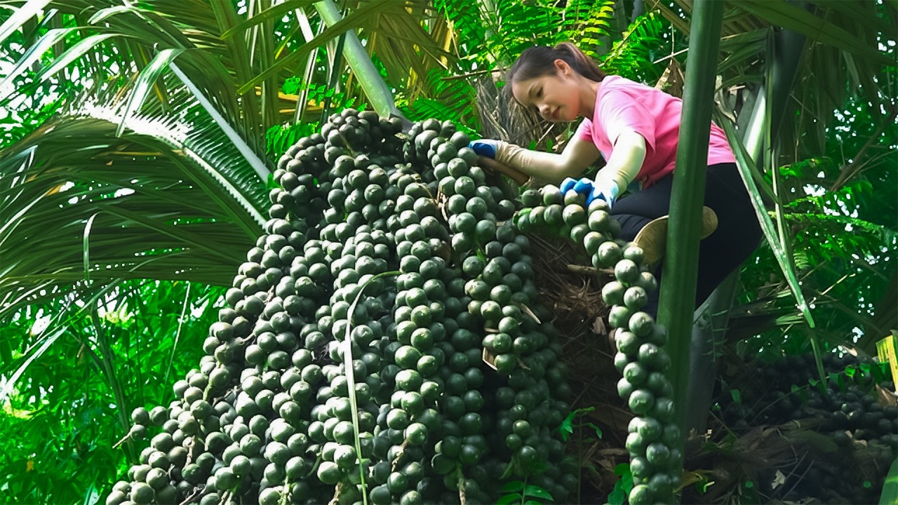 arvesting 1000+Kg Palm Seeds in the Rock Canyon Goes To Market Sell