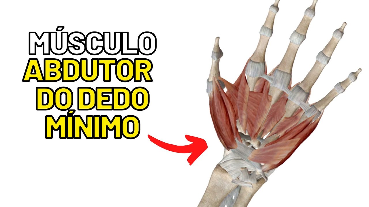 M&uacute;sculo ABDUTOR do dedo m&iacute;nimo - MIOLOGIA DA M&Atilde;O! Aula de Anatomia humana gr&aacute;tis e f&aacute;cil