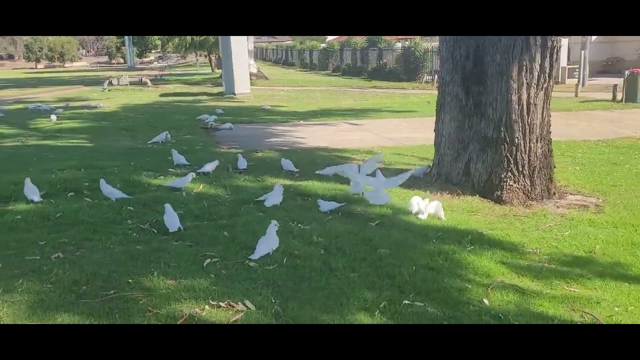 Cockatoos are having a party in the park.