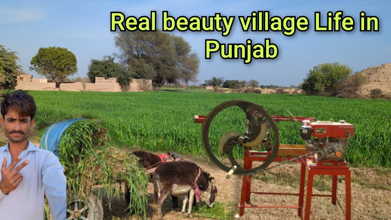 گاؤں میں گھاس کترنے کا طریقہ  cow milk! Very amazing 👍