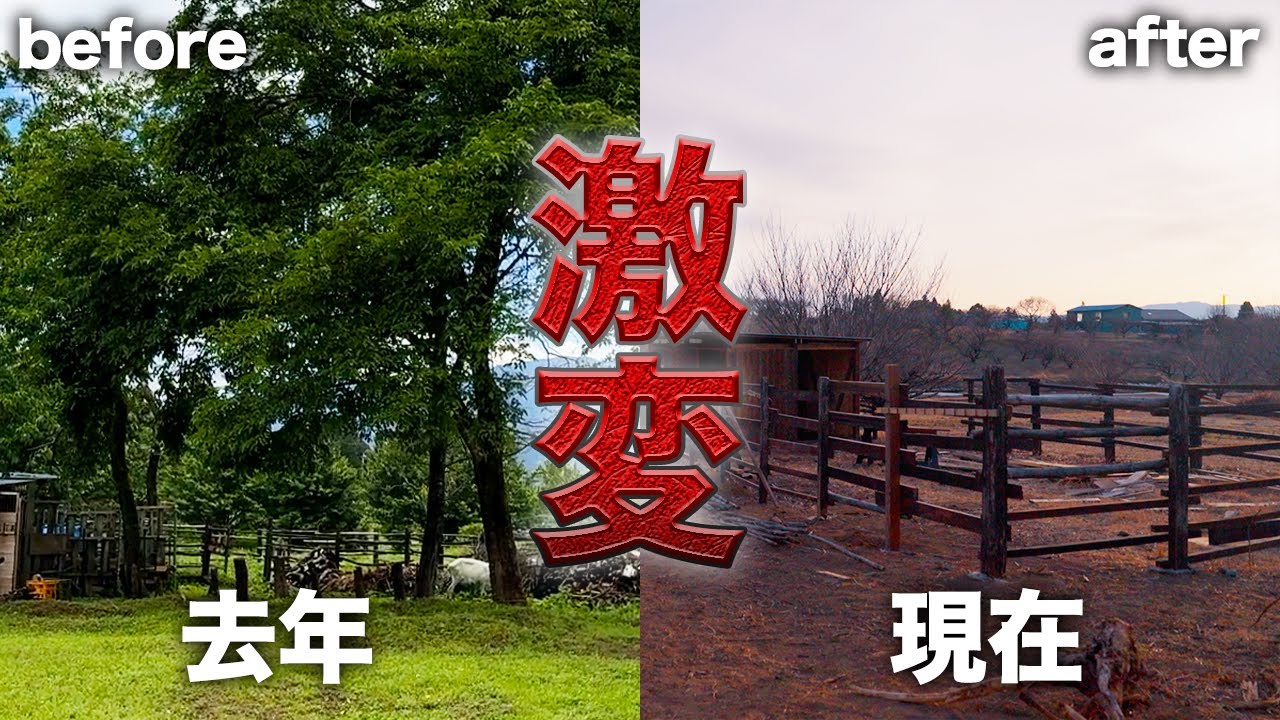 【DIY】荒れていた放牧場が…ついに新ヤギ小屋完成間近‼️