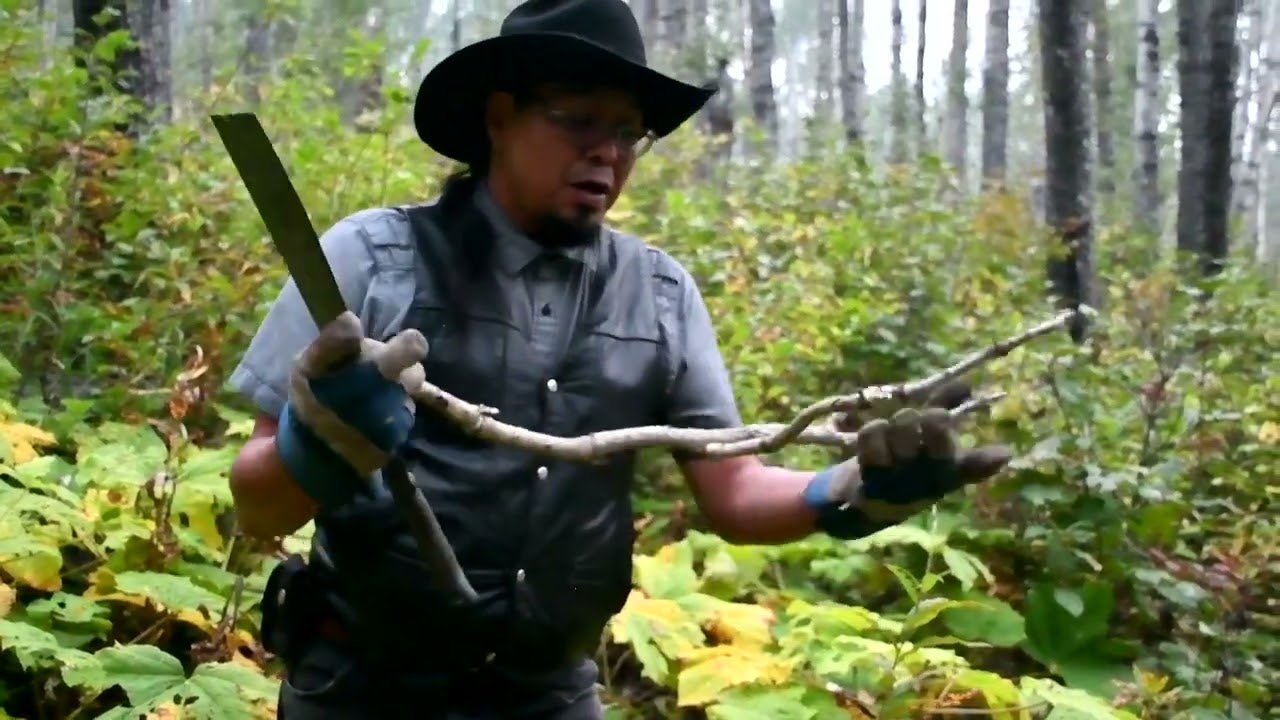 Harvesting: Devils Club