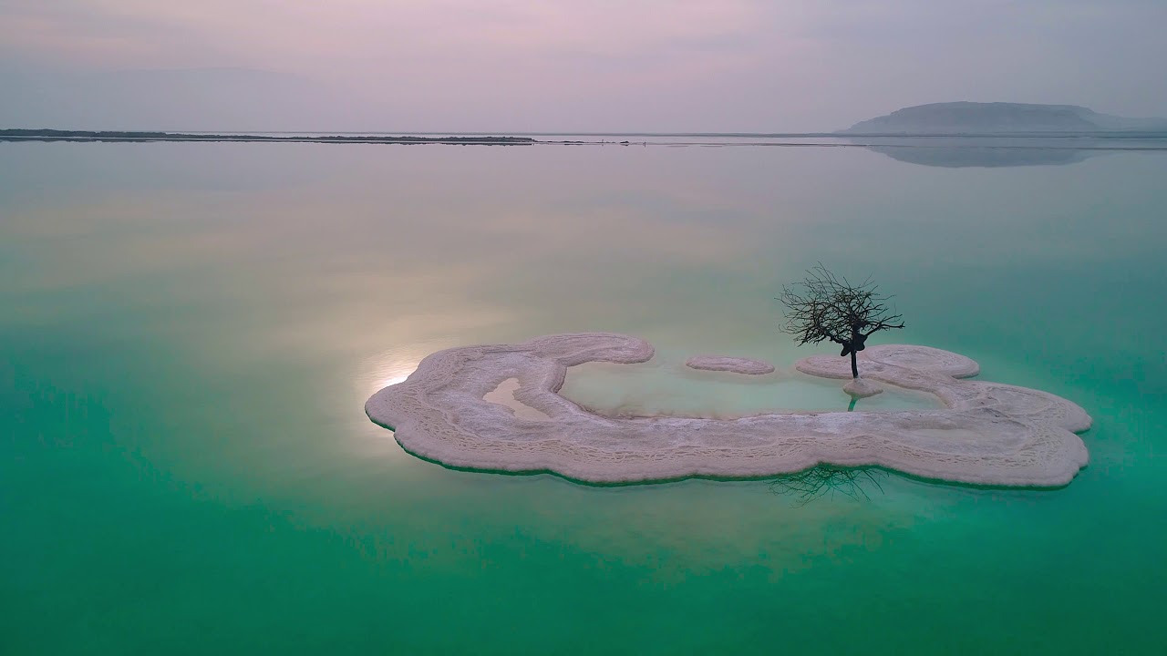 the lonely tree - dead sea israel